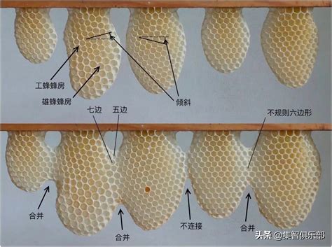 蜜蜂風水|蜜蜂築巢：吉兆還是凶兆？